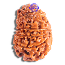 Load image into Gallery viewer, 14 Mukhi Nepalese Rudraksha - Bead No. 392