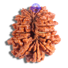 Load image into Gallery viewer, 14 Mukhi Nepalese Rudraksha - Bead No. 394