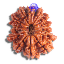 Load image into Gallery viewer, 14 Mukhi Nepalese Rudraksha - Bead No. 394