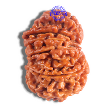 Load image into Gallery viewer, 14 Mukhi Nepalese Rudraksha - Bead No. 394