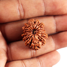 Load image into Gallery viewer, 14 Mukhi Nepalese Rudraksha - Bead No. 378