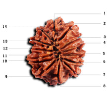 Load image into Gallery viewer, 14 Mukhi Nepalese Rudraksha - Bead No. 381