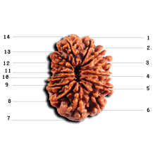 Load image into Gallery viewer, 14 Mukhi Nepalese Rudraksha - Bead No. 382