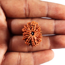 Load image into Gallery viewer, 14 Mukhi Nepalese Rudraksha - Bead No. 382