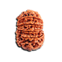 Load image into Gallery viewer, 14 Mukhi Nepalese Rudraksha - Bead No. 382