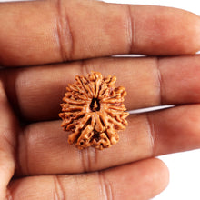 Load image into Gallery viewer, 14 Mukhi Nepalese Rudraksha - Bead No. 385