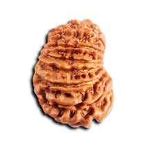 Load image into Gallery viewer, 14 Mukhi Nepalese Rudraksha - Bead No. 385