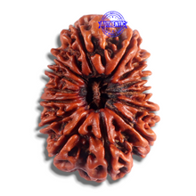 Load image into Gallery viewer, 14 Mukhi Nepalese Rudraksha - Bead No. 103