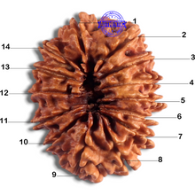 Load image into Gallery viewer, 14 Mukhi Nepalese Rudraksha - Bead No. 118