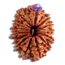 Load image into Gallery viewer, 14 Mukhi Nepalese Rudraksha - Bead No. 118
