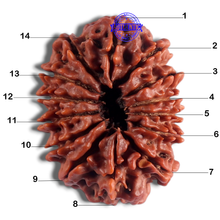 Load image into Gallery viewer, 14 Mukhi Nepalese Rudraksha - Bead No. 145