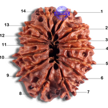 Load image into Gallery viewer, 14 Mukhi Nepalese Rudraksha - Bead No. 154