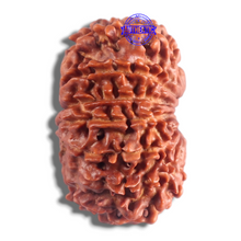 Load image into Gallery viewer, 14 Mukhi Nepalese Rudraksha - Bead No. 154