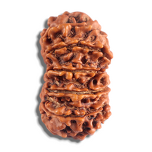 Load image into Gallery viewer, 14 Mukhi Nepalese Rudraksha - Bead No. 184