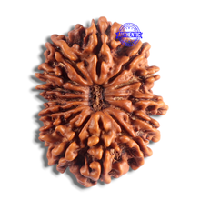 Load image into Gallery viewer, 14 Mukhi Nepalese Rudraksha - Bead No. 184