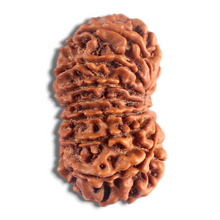 Load image into Gallery viewer, 14 Mukhi Nepalese Rudraksha - Bead No. 184