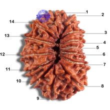 Load image into Gallery viewer, 14 Mukhi Nepalese Rudraksha - Bead No. 199