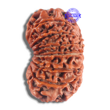 Load image into Gallery viewer, 14 Mukhi Nepalese Rudraksha - Bead No. 207