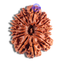 Load image into Gallery viewer, 14 Mukhi Nepalese Rudraksha - Bead No. 210