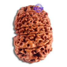 Load image into Gallery viewer, 14 Mukhi Nepalese Rudraksha - Bead No. 210