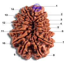 Load image into Gallery viewer, 14 Mukhi Nepalese Rudraksha - Bead No. 219