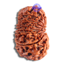 Load image into Gallery viewer, 14 Mukhi Nepalese Rudraksha - Bead No. 219