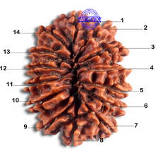 Load image into Gallery viewer, 14 Mukhi Nepalese Rudraksha - Bead No. 225