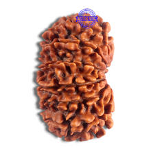 Load image into Gallery viewer, 14 Mukhi Nepalese Rudraksha - Bead No. 225