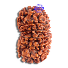 Load image into Gallery viewer, 14 Mukhi Nepalese Rudraksha - Bead No. 225