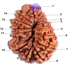 Load image into Gallery viewer, 14 Mukhi Nepalese Rudraksha - Bead No. 232