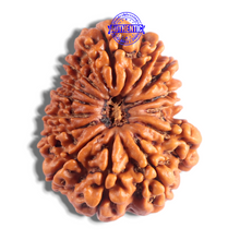 Load image into Gallery viewer, 14 Mukhi Nepalese Rudraksha - Bead No. 232