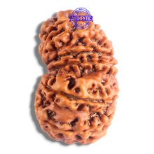 Load image into Gallery viewer, 14 Mukhi Nepalese Rudraksha - Bead No. 232