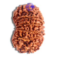 Load image into Gallery viewer, 14 Mukhi Nepalese Rudraksha - Bead No. 233