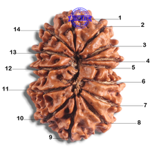 Load image into Gallery viewer, 14 Mukhi Nepalese Rudraksha - Bead No. 246