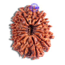 Load image into Gallery viewer, 14 Mukhi Nepalese Rudraksha - Bead No. 250