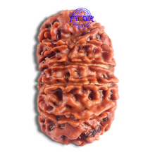 Load image into Gallery viewer, 14 Mukhi Nepalese Rudraksha - Bead No. 250