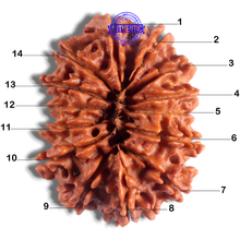 Load image into Gallery viewer, 14 Mukhi Nepalese Rudraksha - Bead No. 269