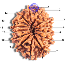 Load image into Gallery viewer, 14 Mukhi Nepalese Rudraksha - Bead No. 297