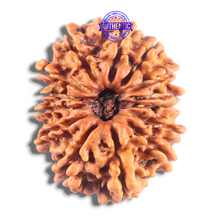 Load image into Gallery viewer, 14 Mukhi Nepalese Rudraksha - Bead No. 297