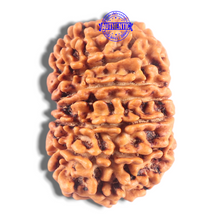 Load image into Gallery viewer, 14 Mukhi Nepalese Rudraksha - Bead No. 297