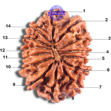 Load image into Gallery viewer, 14 Mukhi Nepalese Rudraksha - Bead No. 299