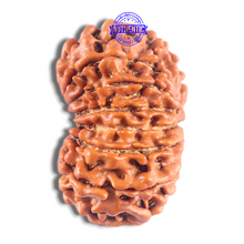 Load image into Gallery viewer, 14 Mukhi Nepalese Rudraksha - Bead No. 299