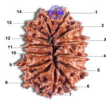 Load image into Gallery viewer, 14 Mukhi Nepalese Rudraksha - Bead No. 302