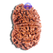 Load image into Gallery viewer, 14 Mukhi Nepalese Rudraksha - Bead No. 302