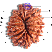 Load image into Gallery viewer, 14 Mukhi Nepalese Rudraksha - Bead No. 304