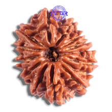 Load image into Gallery viewer, 14 Mukhi Nepalese Rudraksha - Bead No. 304