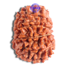 Load image into Gallery viewer, 14 Mukhi Nepalese Rudraksha - Bead No. 304