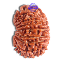 Load image into Gallery viewer, 14 Mukhi Nepalese Rudraksha - Bead No. 304