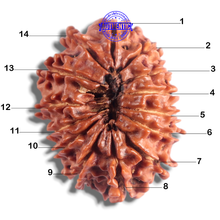 Load image into Gallery viewer, 14 Mukhi Nepalese Rudraksha - Bead No. 309
