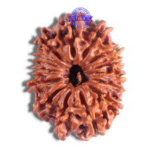 Load image into Gallery viewer, 14 Mukhi Nepalese Rudraksha - Bead No. 309